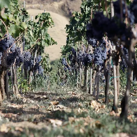 2 Immerso Nel Vigneto *